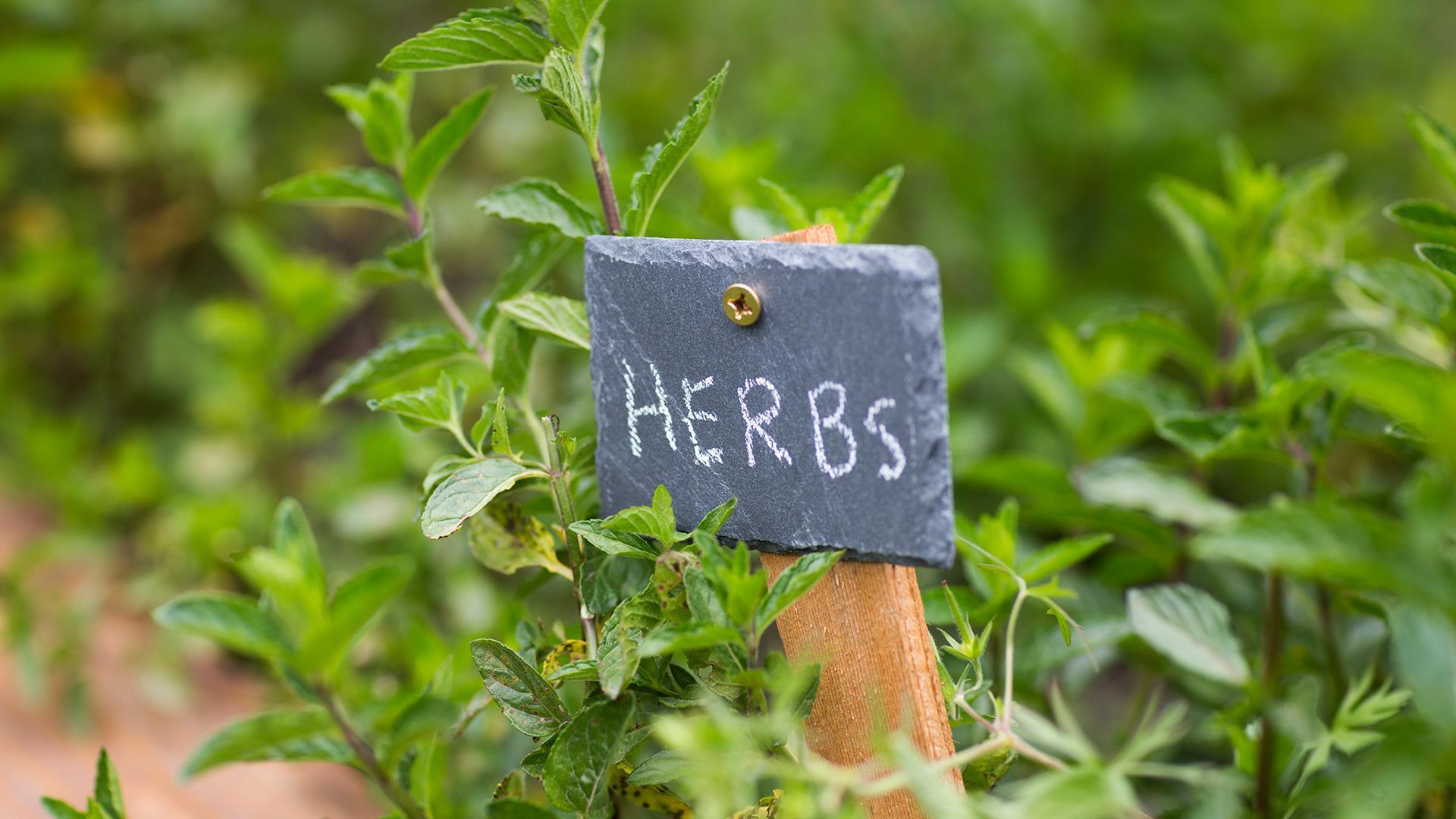 Herbs